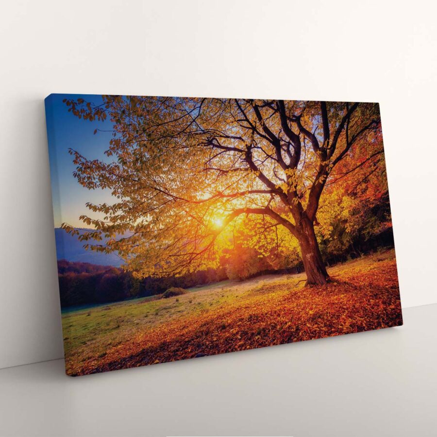 Herbstbaum bei Sonnenuntergang Leinwandbilder – Bild 3