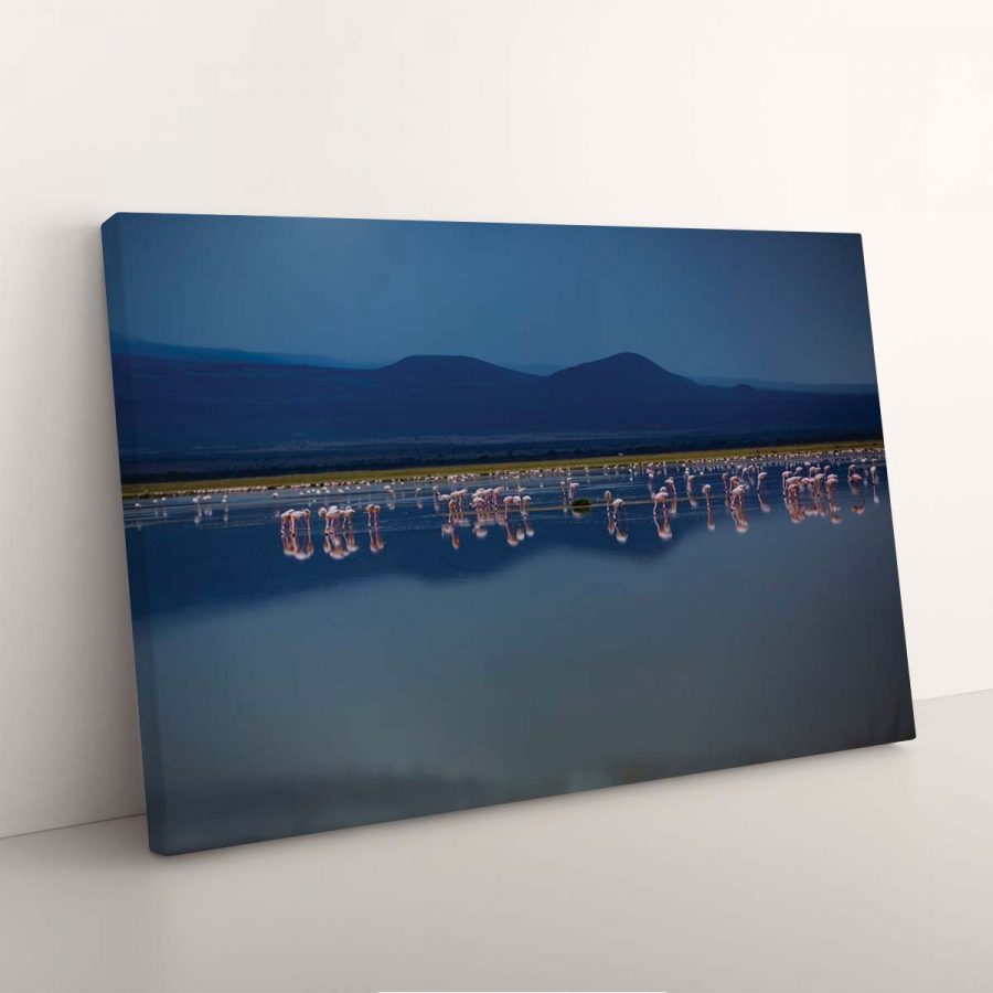 Flamingos suchen spät nachts im afrikanischen Wald nach Futter Leinwandbilder – Bild 3