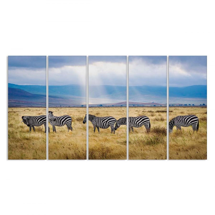 Zebras suchen auf den afrikanischen Graslandschaften nach Leinwandbilder – Bild 2