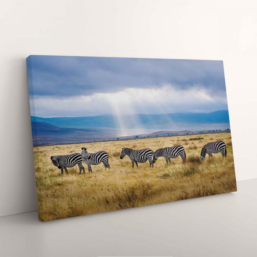 Zebras suchen auf den afrikanischen Graslandschaften nach Leinwandbilder – Bild 3