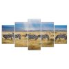 Zebras suchen auf den afrikanischen Graslandschaften nach Leinwandbilder