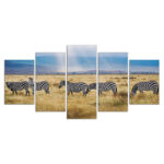 Zebras suchen auf den afrikanischen Graslandschaften nach Leinwandbilder